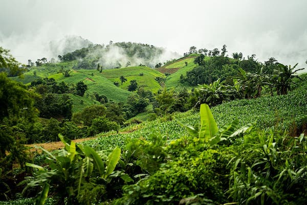 Pemanfaatan Lahan Kering Melalui Agroforestri, Solusi Efektif Dukung Ketahanan Pangan Sulsel