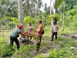 Cegah PMK, Polres Majene Dampingi Vaksinasi dan Disinfeksi Ternak