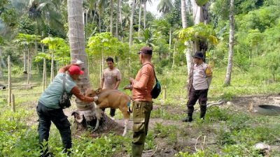 Cegah PMK, Polres Majene Dampingi Vaksinasi dan Disinfeksi Ternak