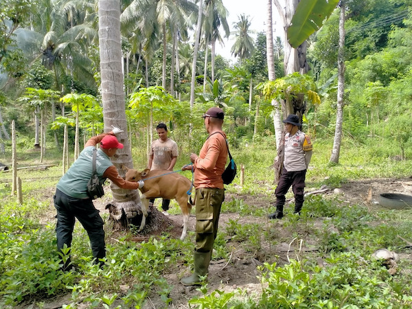 Cegah PMK, Polres Majene Dampingi Vaksinasi dan Disinfeksi Ternak