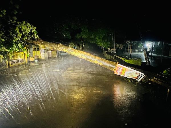 Hujan Deras Disertai Angin Kencang Akibatkan Pohon Tumbang di Takalar!