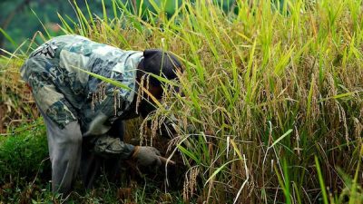 Pemprov Sulsel Tekankan Pentingnya Peningkatan Produksi Pangan untuk Capai Swasembada