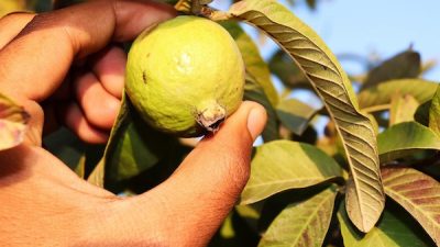 Mampu Lawan Radikal Bebas Penyebab Kanker, Ini Khasiat Jambu Biji!