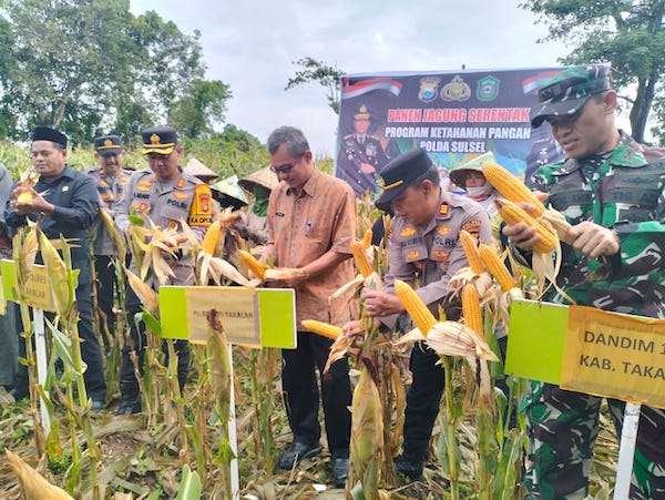 Takalar Panen Jagung Kuning, Dukung Program Ketahanan Pangan Presiden Prabowo