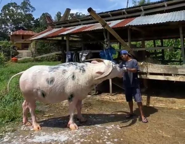 Tedong Bonga Toraja Resmi Tercatat sebagai Kekayaan Intelektual Komunal