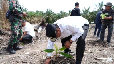 Didukung Perbankan, Budidaya Pisang Cavendish di Pasangkayu Makin Diminati