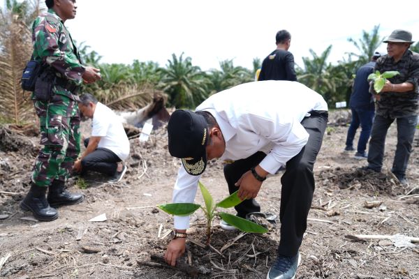 Didukung Perbankan, Budidaya Pisang Cavendish di Pasangkayu Makin Diminati