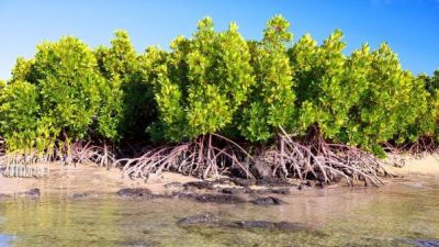 Warga Babat Hutan Mangrove 6 Hektar di Maros Jadi Tersangka