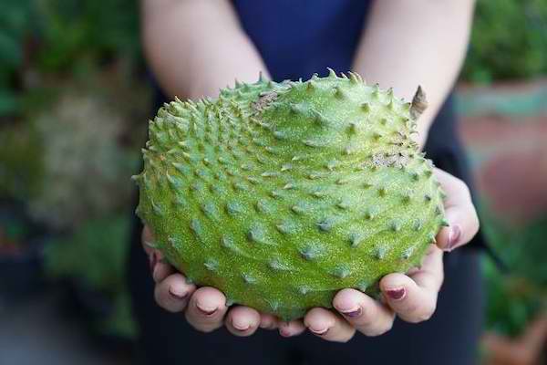 6 Manfaat Komsumsi Jus Sirsak yang Wajib Kamu Tahu!