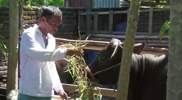 Permintaan Sapi Kurban di Makassar-Gowa Meningkat Drastis Dibanding Tahun Lalu