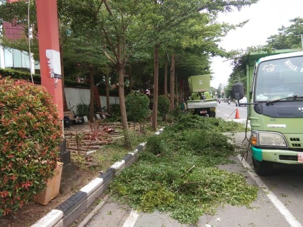 DLH Makassar Intensif Pangkas Pohon Jelang Musim Hujan 2025