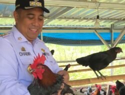 Pemkab Maros-Fapet Unhas Kolaborasi Kembangkan Ribuan Ayam Alope