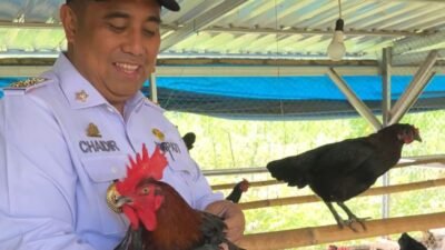 Pemkab Maros-Fapet Unhas Kolaborasi Kembangkan Ribuan Ayam Alope