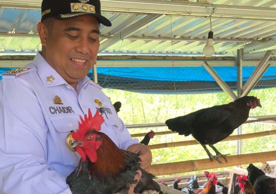 Pemkab Maros-Fapet Unhas Kolaborasi Kembangkan Ribuan Ayam Alope
