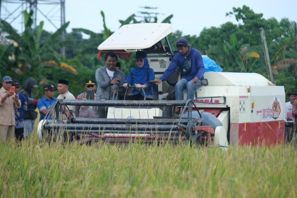 Produktivitas Padi Capai 7,8 Ton, Gowa Perkuat Posisi sebagai Lumbung Pangan Mandiri