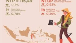 NTP Sulsel Anjlok ke 115,49, Sinyal Daya Beli Petani Melemah