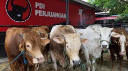 Iduladha 2026, ARW Tebar 45 Ekor Sapi Kurban dari Makassar ke Selayar
