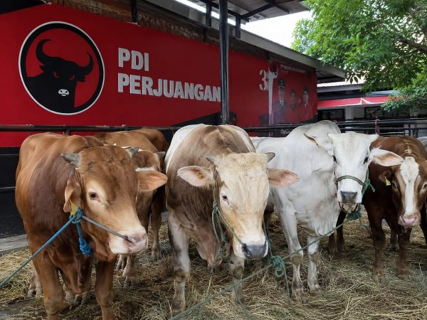 Iduladha 2026, ARW Tebar 45 Ekor Sapi Kurban dari Makassar ke Selayar