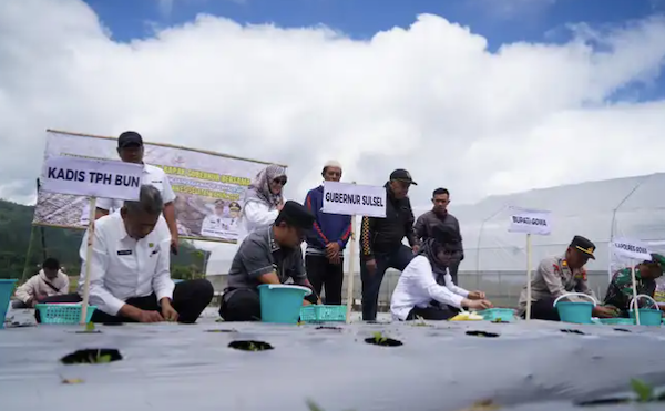Pemkab Gowa dan Pemprov Sulsel Genjot Produksi Kentang Lokal