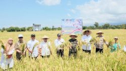 Panen Raya Nasional, Penyerapan Gabah di Bantaeng Capai 84 Persen