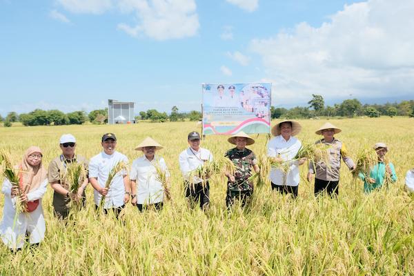 Panen Raya Nasional, Penyerapan Gabah di Bantaeng Capai 84 Persen