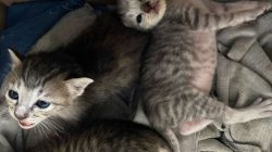 Alasan Manusia Merasa Gemas Saat Melihat Kucing