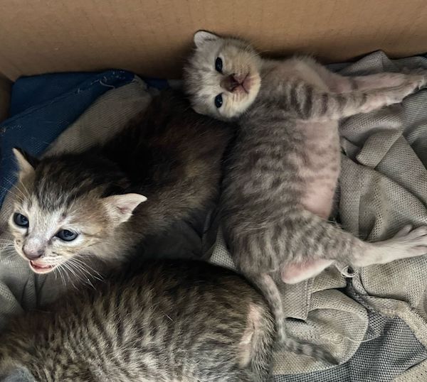 Alasan Manusia Merasa Gemas Saat Melihat Kucing