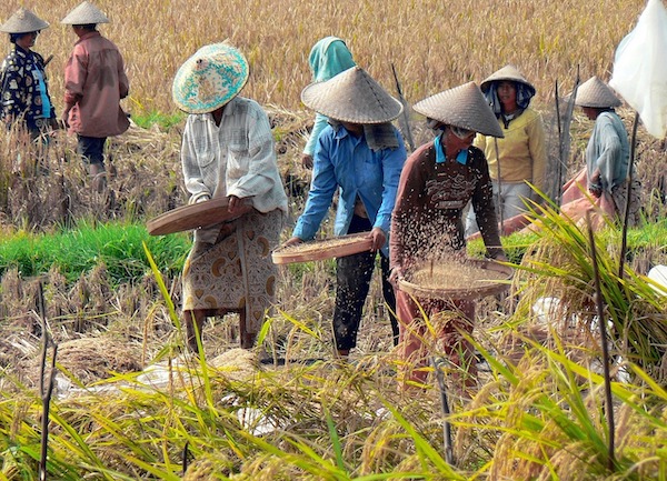 Awal 2025 Luas Panen di Sulsel Tembus 180 Ribu Hektar, Produksi Padi Capai 886 Ribu Ton