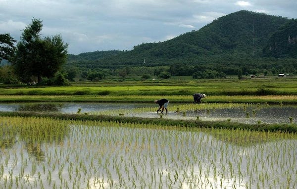 Gubernur Sulsel Optimalkan Irigasi untuk Tingkatkan Produksi Pertanian