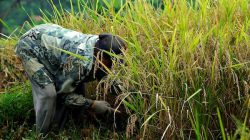 Sulsel Lampaui Target Serapan Gabah, Capai 131 Persen dari Sasaran