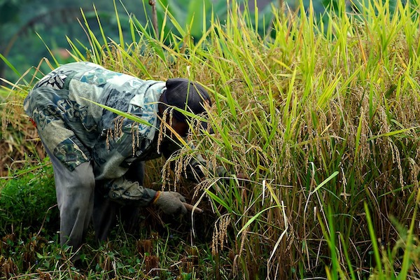 Sulsel Lampaui Target Serapan Gabah, Capai 131 Persen dari Sasaran