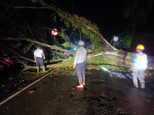 Pohon Tumbang Tutup Jalan Trans Sulawesi di Majene, Arus Lalu Lintas Sempat Lumpuh