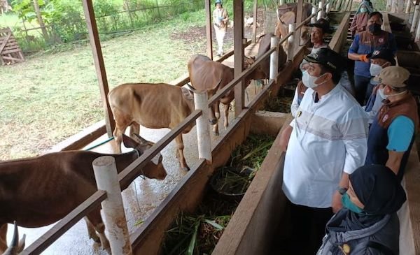 Pemkab Maros Akan Distribusi 28 Sapi Kurban di Idul Adha