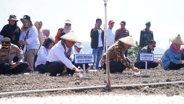Mentan Canangkan Majene Jadi Sentra Bawang Merah Nasional