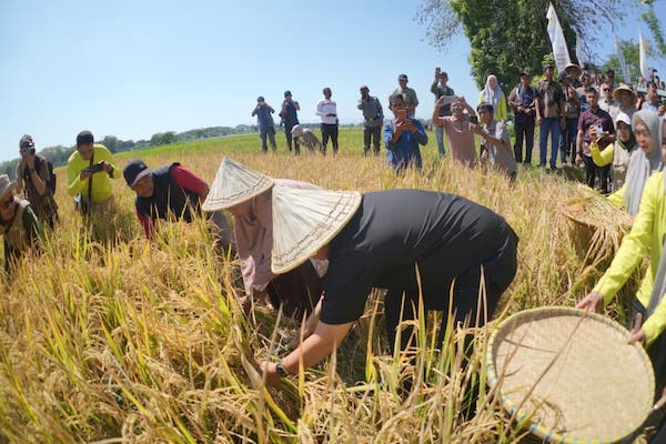 Makassar Dihadapkan pada Ancaman Krisis Ruang Hijau dan Pangan