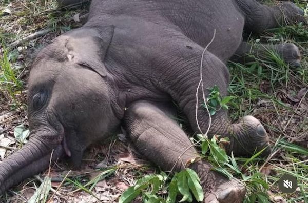Anak Gajah Tari di Taman Nasional Tesso Nilo Dilaporkan Mati Mendadak