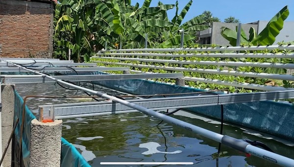 Urban Farming dan Budidaya Udang Vaname Perkuat Ketahanan Pangan Makassar