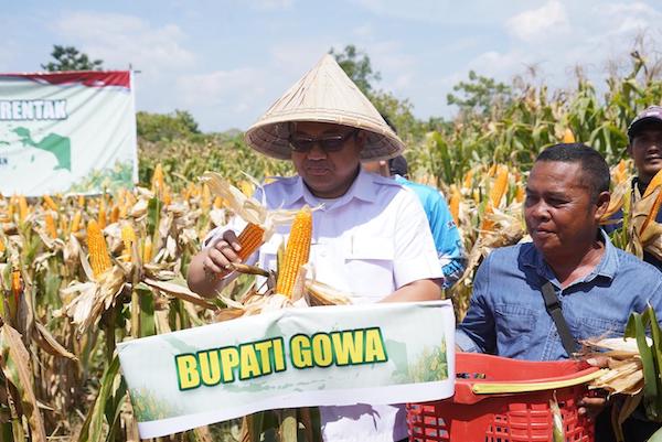 Panen Raya Jagung Gowa Sumbang 7.153 Ton