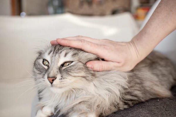 Mengelus Kucing Ternyata Bisa Turunkan Stres, Begini Penjelasan Hasil Penelitian