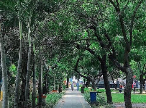 Tanpa Alat Tomograf, DLH Makassar Hanya Bisa Deteksi Pohon Rawan dari Ciri Visual