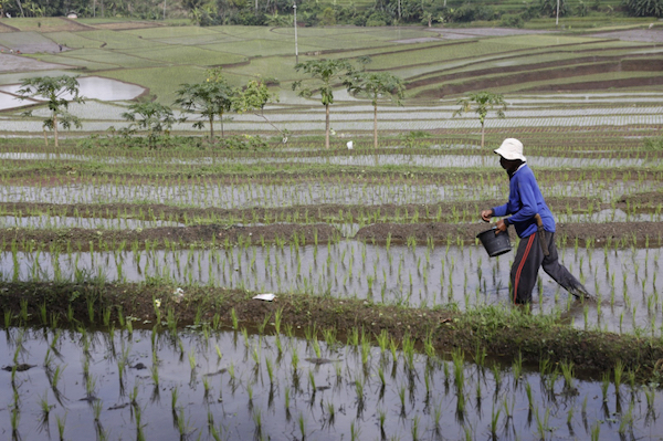 Kepuasan Petani Terhadap Kinerja Kementerian Pertanian Capai 84 Persen