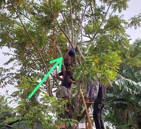 Pria di Takalar Tewas Tersengat Listrik Saat Panjat Pohon