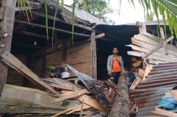 Angin Kencang di Polman, Pohon Tumbang Timpa Rumah Warga