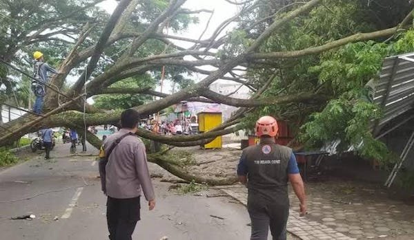 Musim Hujan, BPBD Makassar Peringatkan Bahaya Pohon Tumbang