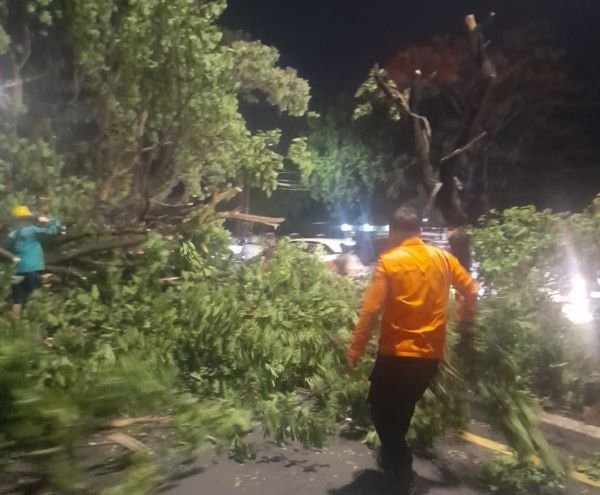 Pohon Tumbang Timpa Mobil di Tamalanrea, BPBD Makassar Gerak Cepat Lakukan Evakuasi
