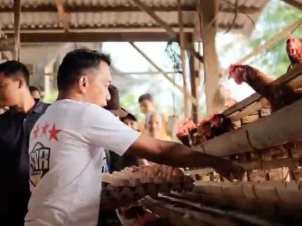 Sidrap Targetkan 10 Juta Ayam Petelur, Perkuat Lumbung Telur Nasional