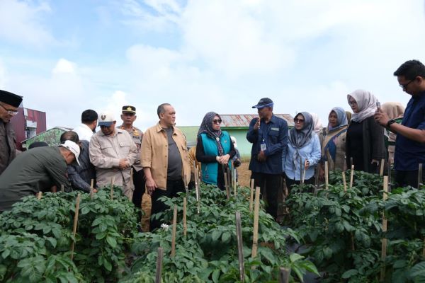 Pertanian Dongkrak Ekonomi 7,68 Persen, Gowa Fokus Kembangkan Kentang dan Sapi Potong