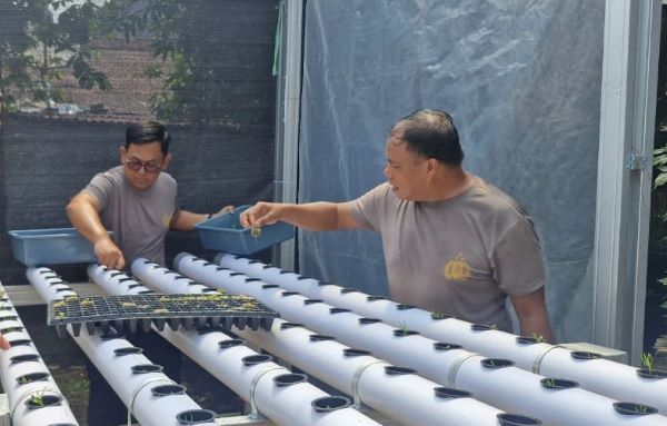 Polsek Biringkanaya Kembangkan Kebun Hidroponik, Dukung Ketahanan Pangan