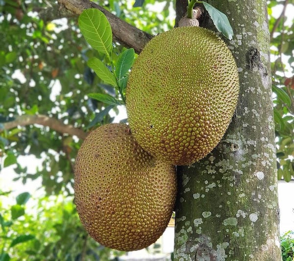 Bukan Sekadar Camilan, Ini Berbagai Manfaat Sukun untuk Kesehatan