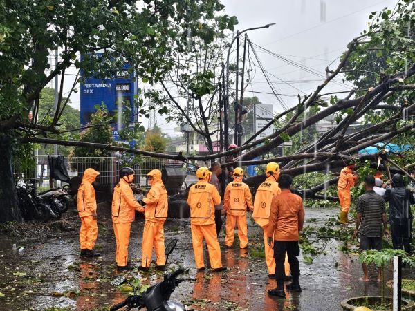 Jalan Gatot Subroto Makassar Lumpuh Usai Pohon Tumbang Pagi Hari